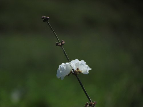Aquarius grandiflorus, photograph 1