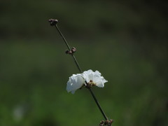 Aquarius grandiflorus, photograph Matias Cabezas, CC BY, iNaturalist via GBIF