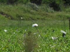 Aquarius grandiflorus, photograph Matias Cabezas, CC BY, iNaturalist via GBIF