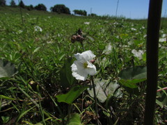 Aquarius grandiflorus, photograph Matias Cabezas, CC BY, iNaturalist via GBIF