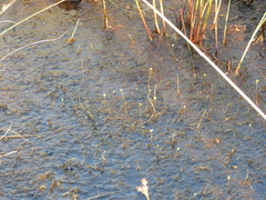 Utricularia geminiscapa
