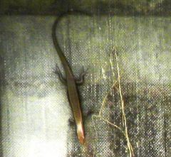 Orosaura nebulosylvestris