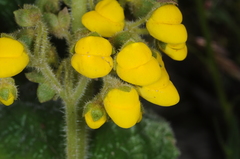 Calceolaria plectranthifolia