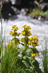 Calceolaria plectranthifolia