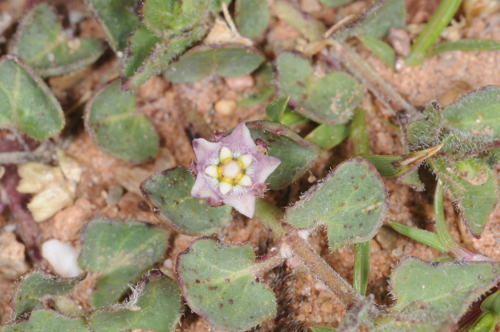 Philibertia micrantha