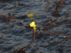 Utricularia geminiscapa