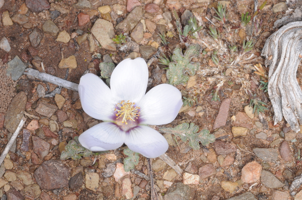 Nototriche glauca