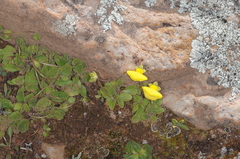 Calceolaria glacialis