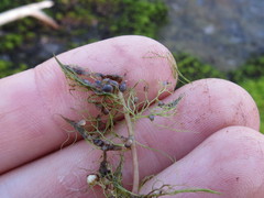 Utricularia geminiscapa
