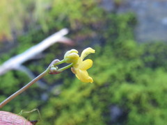 Utricularia geminiscapa