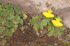 Calceolaria glacialis