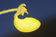 Calceolaria santolinoides