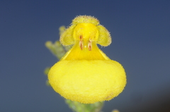 Calceolaria santolinoides