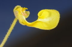 Calceolaria santolinoides