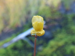 Utricularia geminiscapa