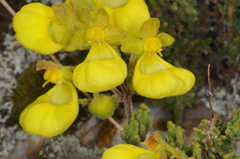 Calceolaria santolinoides