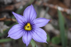 Sisyrinchium chilense
