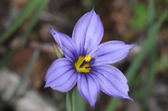 Sisyrinchium chilense