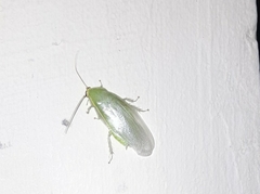 Panchlora nivea