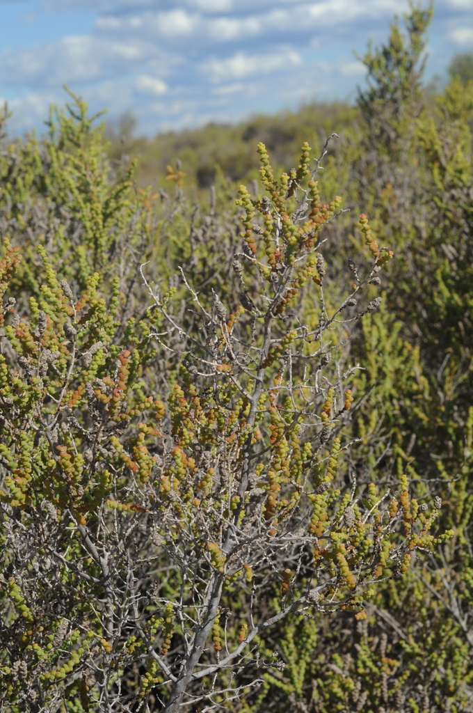 Allenrolfea patagonica