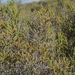 Allenrolfea patagonica - Photo (c) aacocucci,  זכויות יוצרים חלקיות (CC BY-NC), הועלה על ידי aacocucci