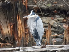 Ardea herodias