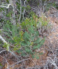 Asparagus lignosus