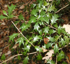 Osmanthus heterophyllus