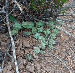 Duvalia caespitosa caespitosa