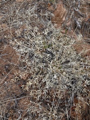 Lomatium latilobum