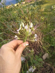Cleome gynandra