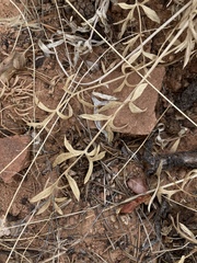 Lomatium latilobum