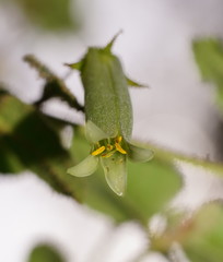 Correa aemula