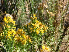 Ericameria pinifolia