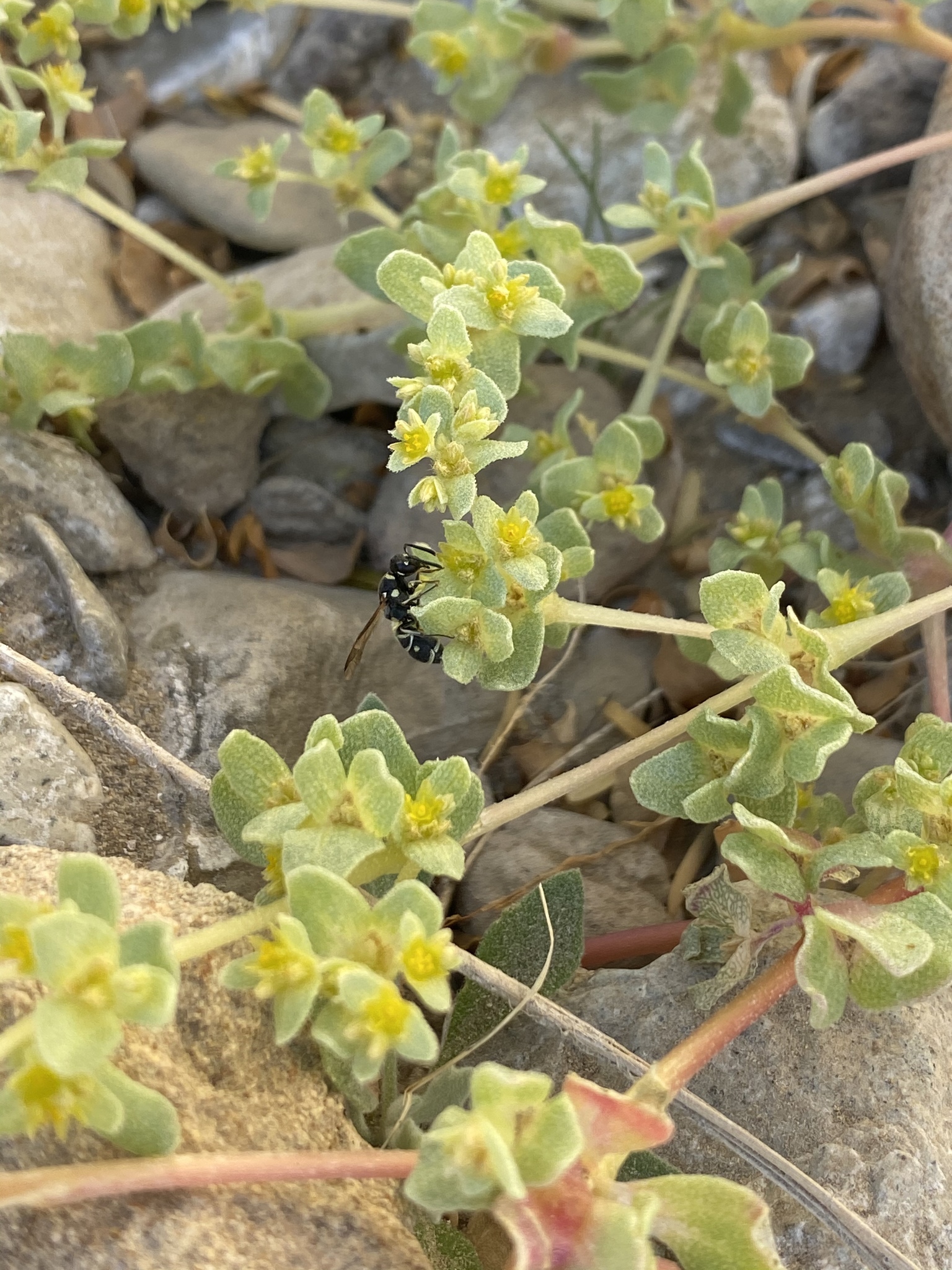 Tidestromia carnosa