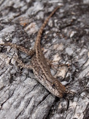 Sceloporus occidentalis occidentalis