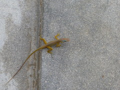 Anolis pogus