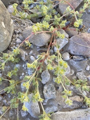 Tidestromia carnosa