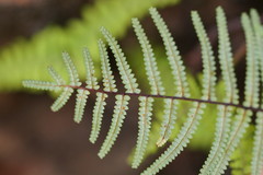 Gleichenia rupestris