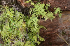 Gleichenia rupestris