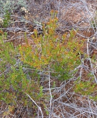 Oedera genistifolia