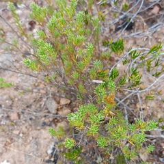 Oedera genistifolia