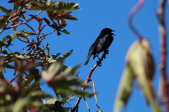 Chrysomus ruficapillus
