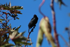 Chrysomus ruficapillus