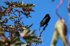 Chrysomus ruficapillus