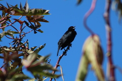 Chrysomus ruficapillus