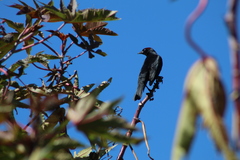 Chrysomus ruficapillus