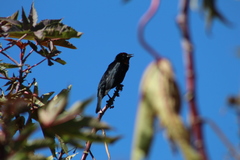 Chrysomus ruficapillus