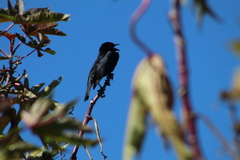 Chrysomus ruficapillus