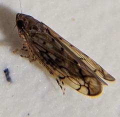 Osbornellus auronitens